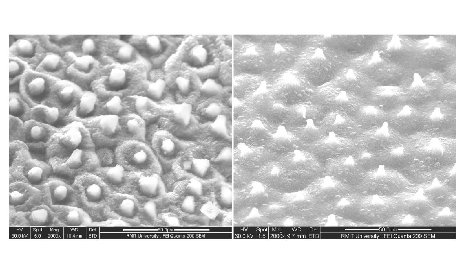 على اليسار - صورة لسطح ورقة اللوتس؛ على اليمين - صورة لسطح البلاستيك. بإذن من الباحثين