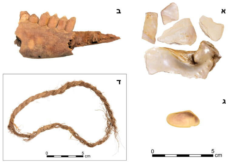 Find from Mesad Nakrot: Edible oyster from the Red Sea (a), jaw of a deer (b), edible oyster from the Mediterranean Sea (c), string woven from date leaves (d). Photographer: Roy Shapir