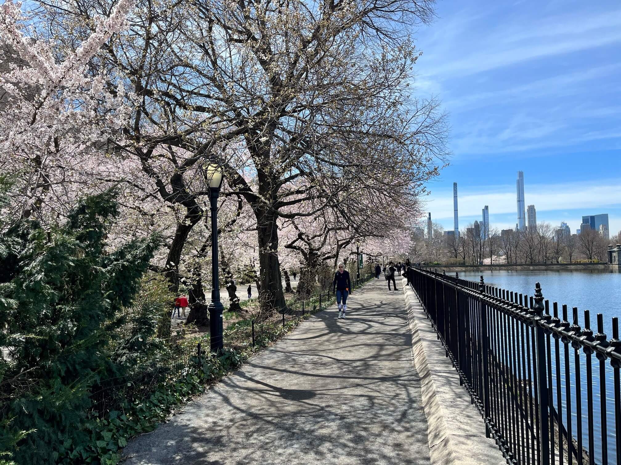 The first cherry trees arrived in New York in 1912, when the Japanese government gifted the city with 2,000 of them. Photo: Dr. Neta Lipman