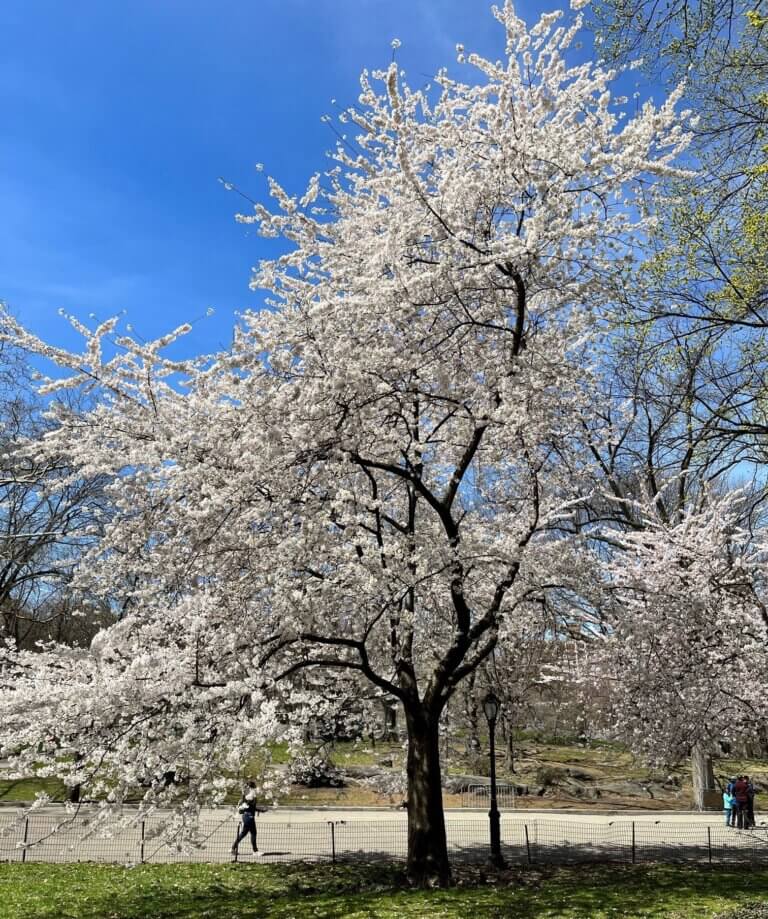 The early flowering trend of the cherry trees is reminiscent of the global temperature rise trend due to the climate crisis. Photo: Dr. Neta Lipman