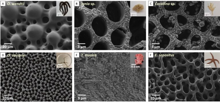 4. The deposition of magnesium-rich nanometer calcite particles in different organisms depends on the magnesium content in their skeleton
