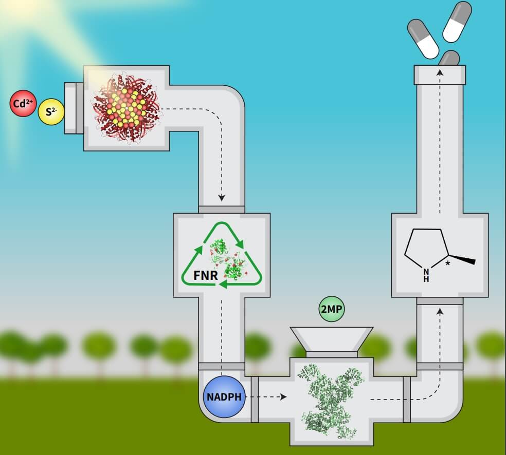 An illustration describing the way the nanoparticle is formed in the protein medium and its activation by induced light in favor of the activity of the enzymes NADPH reductase (FNR) and imine reductase which leads to the creation of chiral cyclic imines. Illustration: Neta Kosher, Technion Spokesperson