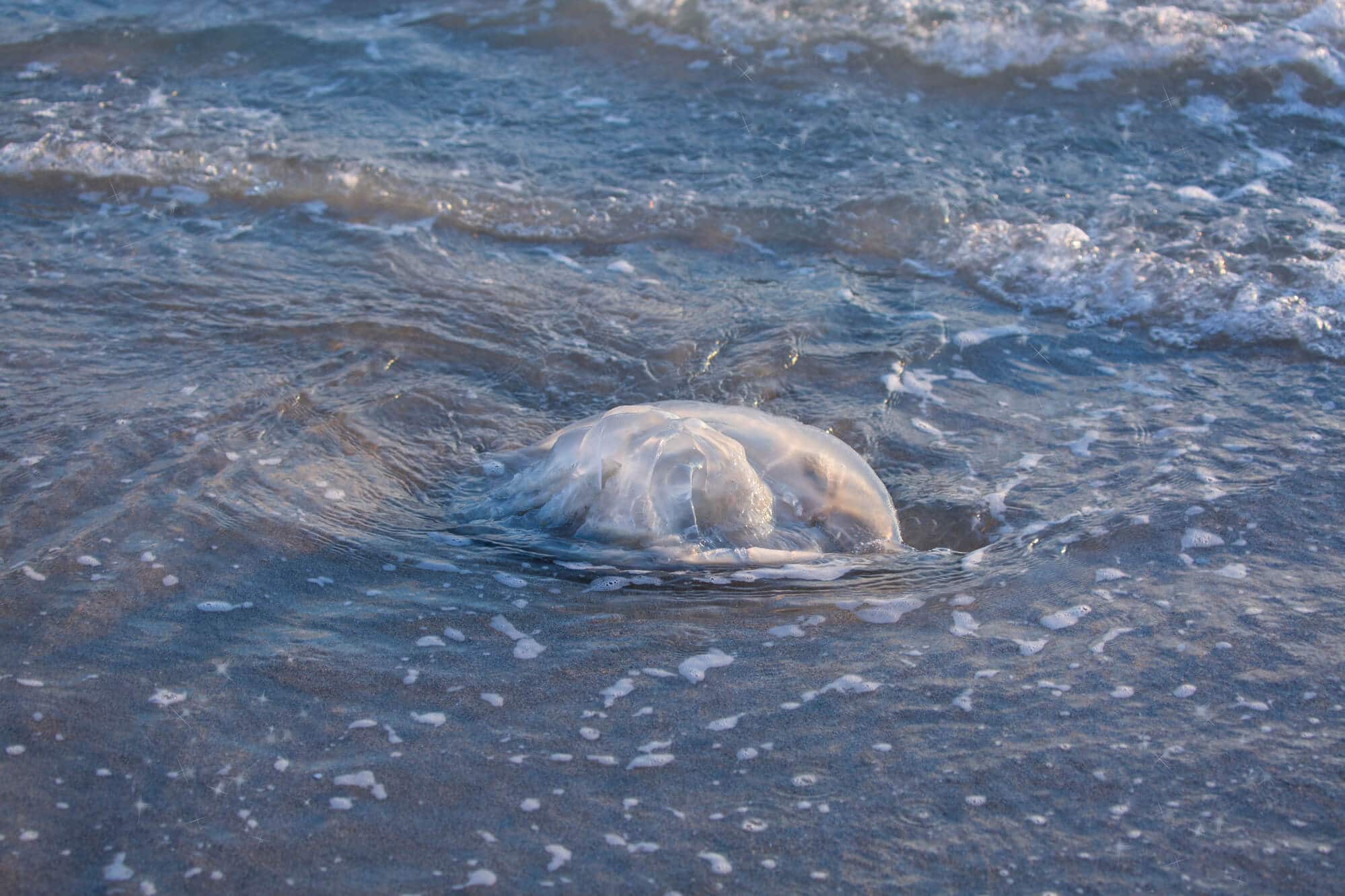 חוטית נודדת שנסחפה לחופי הים התיכון.   <a href="https://depositphotos.com. ">צילום: depositphotos.com</a>