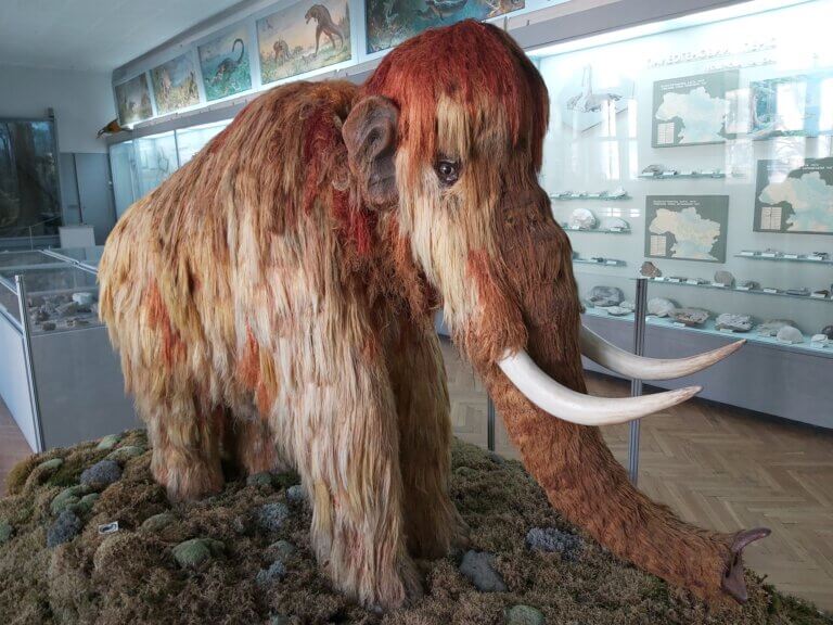 A model of a mammoth cub, photographed at the Natural History Museum of Kyiv, Photo by Medusa Gorgona Illustration: depositphotos.com