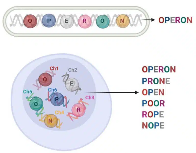 رسم تخطيطي للأوبرون البكتيري (أعلى) مقابل الترانسفيرون حقيقي النواة (أسفل). وفقا للباحثين، بدلا من "الخرز على الخيط" هناك نوع من لعبة "السكتة الدماغية" الجينية التي تم تطويرها خلال التطور والتي تسمح باستخدام نفس "الحروف" - أي جزيئات الحمض النووي الريبي المرسال الناشئة من الجينات الموجودة على الكروموسومات المختلفة - ل إنشاء "كلمات" مختلفة، أي تحويلات مختلفة