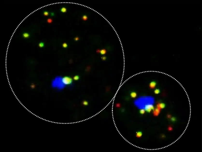 Transferrons in action: two yeast cells each expressing two different messenger RNA molecules (marked in red and green), originating from different chromosomes. These molecules connect to each other (in yellow) and will be translated into two proteins participating in the same biological process