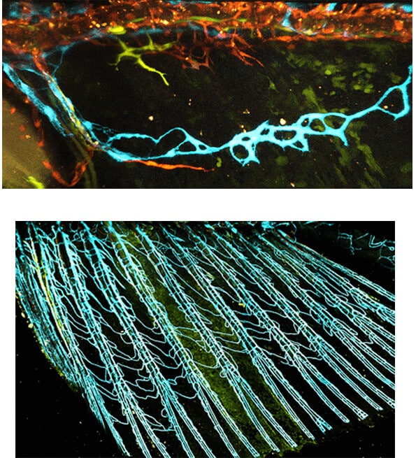 מלמעלה למטה: כלי הלימפה בסנפיר של דג זברה צעיר (מסומנים בתכלת) מייצרים מערכת שלמה של כלי דם בדג הבוגר (מסומנים אף הם בתכלת)