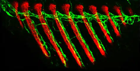 الخلايا التي تنتج الأنسجة العظمية (باللون الأحمر) والأوعية اللمفاوية (باللون الأخضر) في الزعنفة النامية لسمك الزرد الصغير