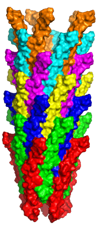 A short fragment of the protein envelope of a filamentous bacteriophage M13 virus. Courtesy of the researchers