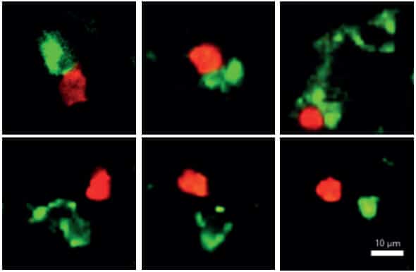 תא AIRE-ILC3 (בירוק) נושק לתא TH17 (באדום) ובכך פוקד עליו להתרבות (שורה עליונה). לעומת זאת, הוא אינו נקשר לתאי T אחרים שאינם מיועדים למלחמה בקנדידה (שורה תחתונה)