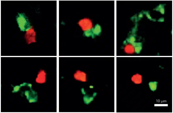 An AIRE-ILC3 cell (in green) kisses a TH17 cell (in red) and thus commands it to proliferate (top row). In contrast, it does not bind to other T cells that are not designed to fight candida (bottom line)