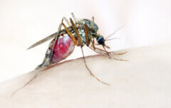 יתוש האנופלס, המעביר של מחלת המלריה. איור: depositphotos.com