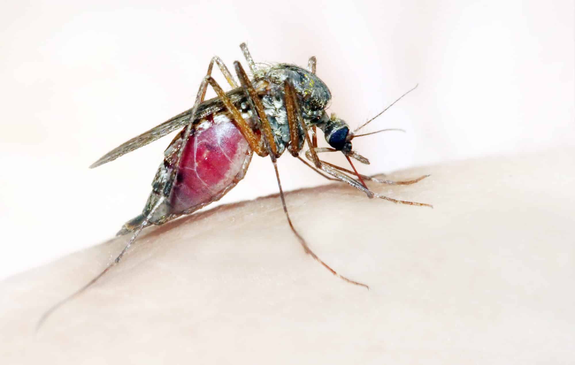 יתוש האנופלס, המעביר של מחלת המלריה.  <a href="https://depositphotos.com. ">איור: depositphotos.com</a>