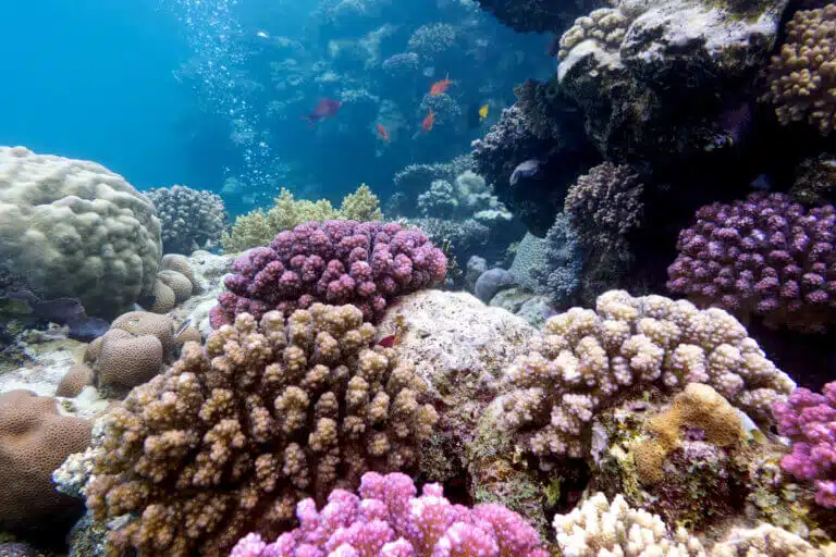 الشعاب المرجانية في البحر الأحمر. الصورة: موقع إيداع الصور.com