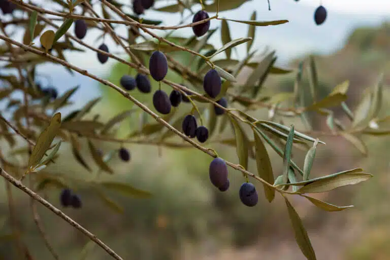 A branch from an olive tree on the Mount of Olives, Jerusalem. Image: depositphotos.com