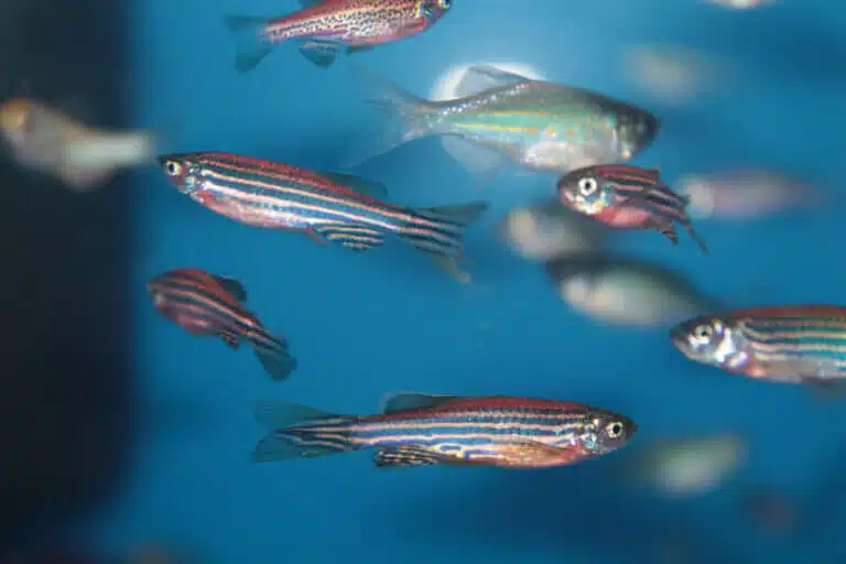 سمكة زيبرا . الصورة: موقع إيداع الصور.com