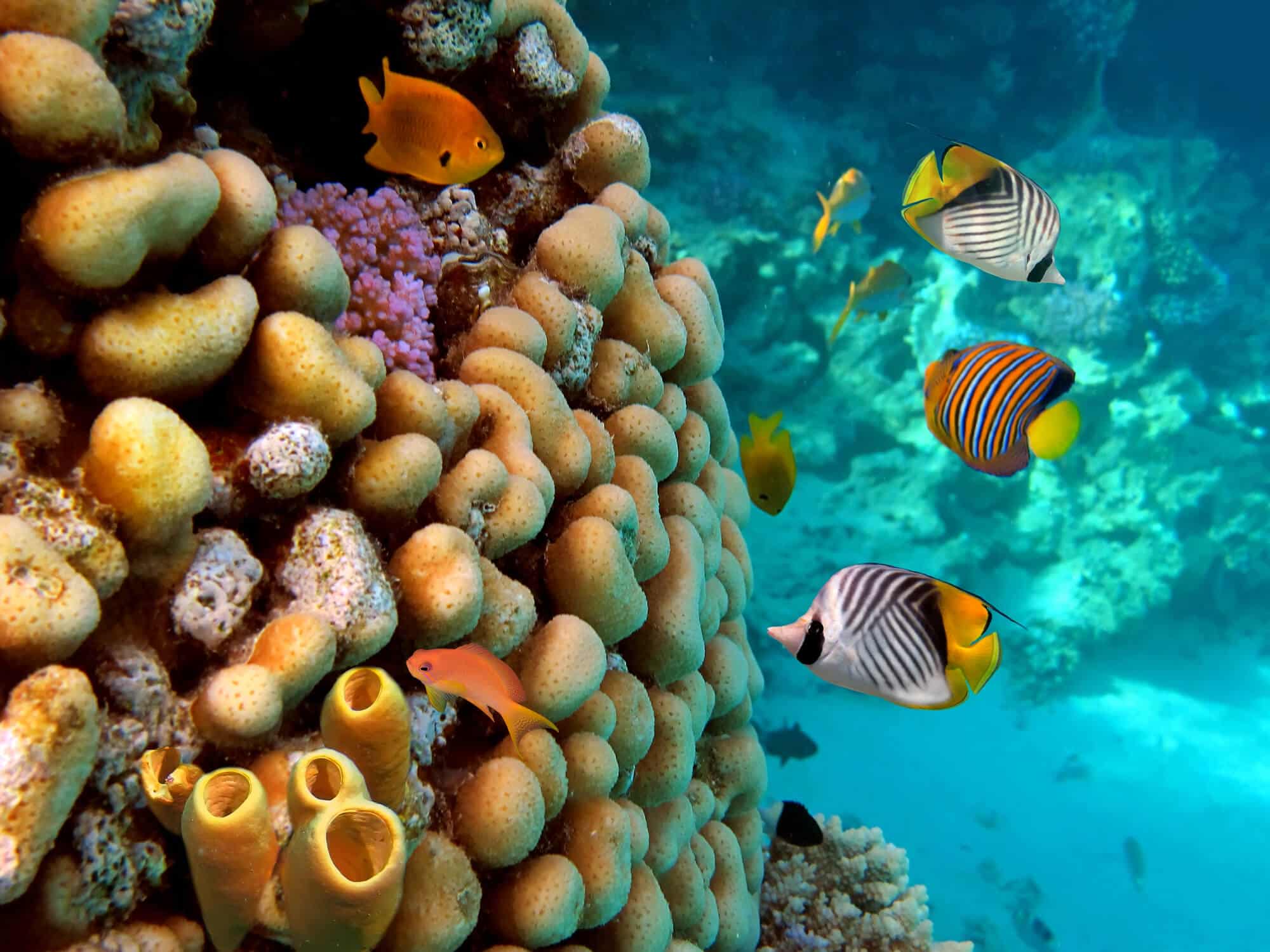 الشعاب المرجانية في البحر الأحمر. الصورة: موقع Depositphotos.com
