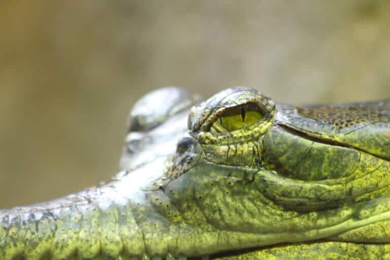 alligator. Photo: depositphotos.com