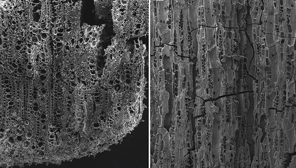 זיהוי מיקרוסקופי של שרידי צמחים. באדיבות החוקרים מאוניברסיטת תל אביב והאוניברסיטה העברית