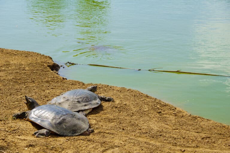 Sea turtles in the Nahal Alexander reserve. Image: depositphotos.com