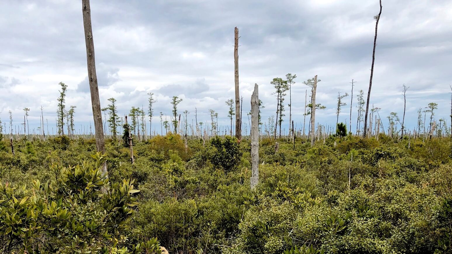 גזעי עצים מתים עם חיפוי קרקע נמוך מתחת. הגזעים הלבנים של יער רפאים מאפיינים את הנוף החופי של צפון קרוליינה. אמילי אורי , CC BY-ND