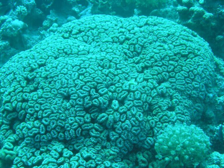 Pictures from the coral reef in the Gulf of Eilat. Photo: Dror Tsurel Ministry of Environmental Protection