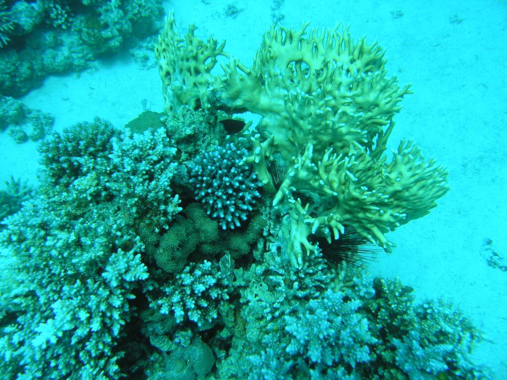 صور من الشعاب المرجانية في خليج إيلات. تصوير: درور تسوريل، وزارة حماية البيئة