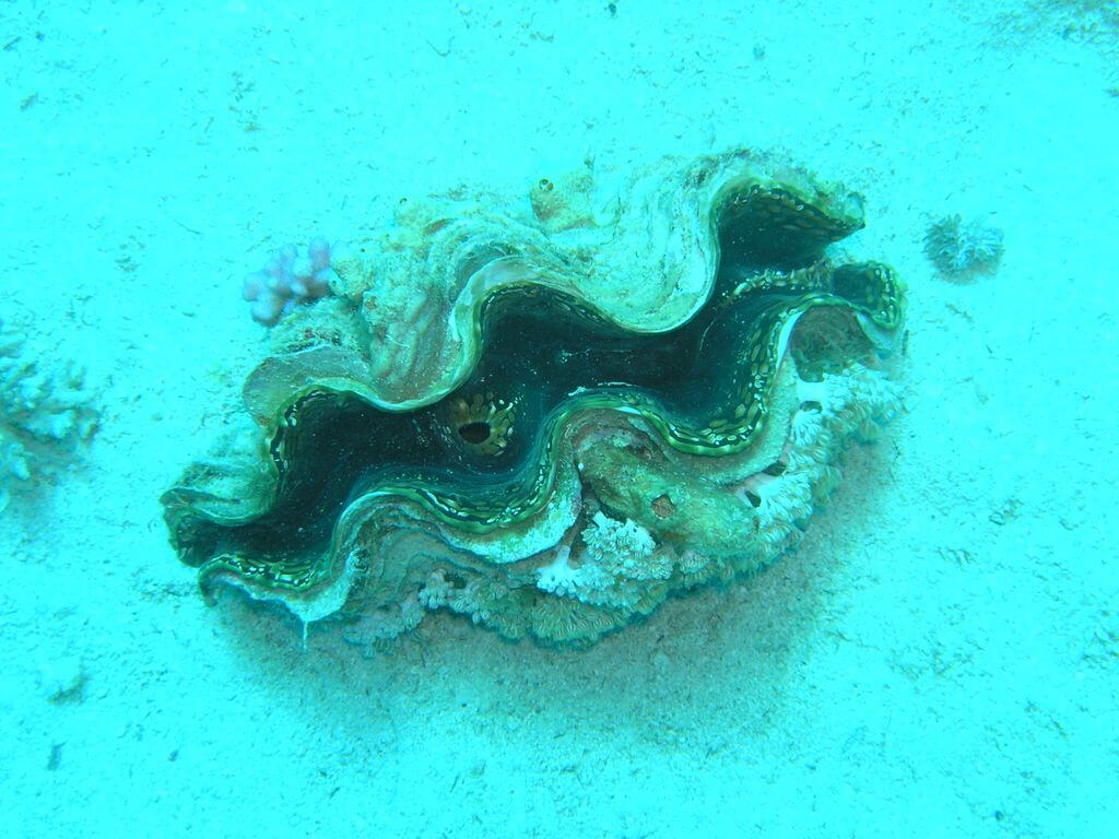 صور من الشعاب المرجانية في خليج إيلات. تصوير: درور تسوريل، وزارة حماية البيئة