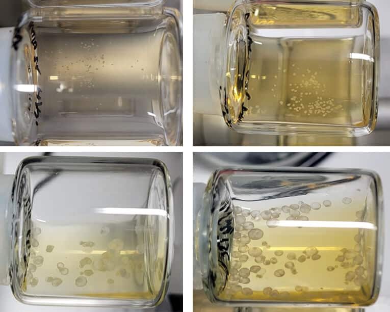 Development of artificial embryos in vortexed laboratory beakers, from day 5 (top left) to day 8 (bottom right)