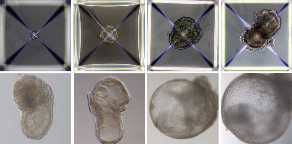 Development of artificial embryos, from day 1 (top left) to day 8 (bottom right). Normal development of early internal organs was observed including a beating heart, the beginning of blood circulation, a normally shaped brain, rudimentary versions of a central nervous system and a digestive system.