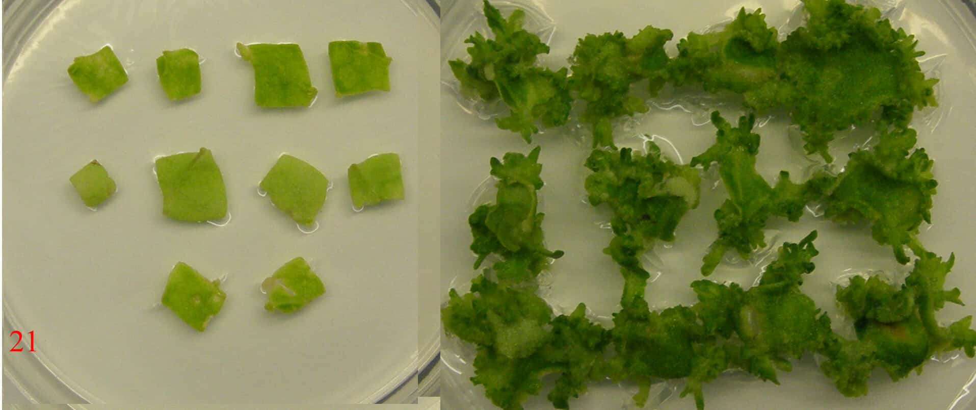 In the picture on the left: leaves that have undergone regeneration. Courtesy of the researchers and the Volcanic Institute