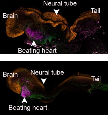 היום השמיני בחייו של עובר עכבר – המודל המלאכותי (למעלה) אל מול ההתפתחות הטבעית (למטה). העוברים המלאכותיים הציגו התאמה של 95% לעוברי עכבר טבעיים – הן בצורת האיברים הפנימיים והן בדפוסי ביטוי הגנים של סוגי תאים שונים