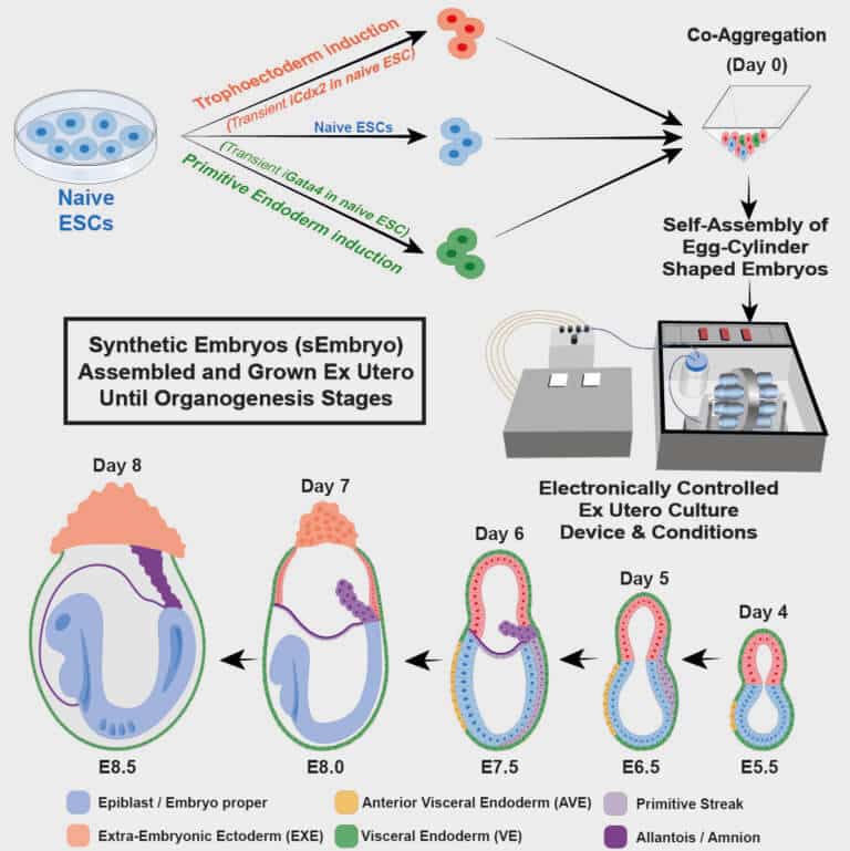 A diagram showing the innovative approach developed in Prof. Yaakov Hana's laboratory to create an artificial model of mouse embryos from stem cells - without egg, sperm or uterus
