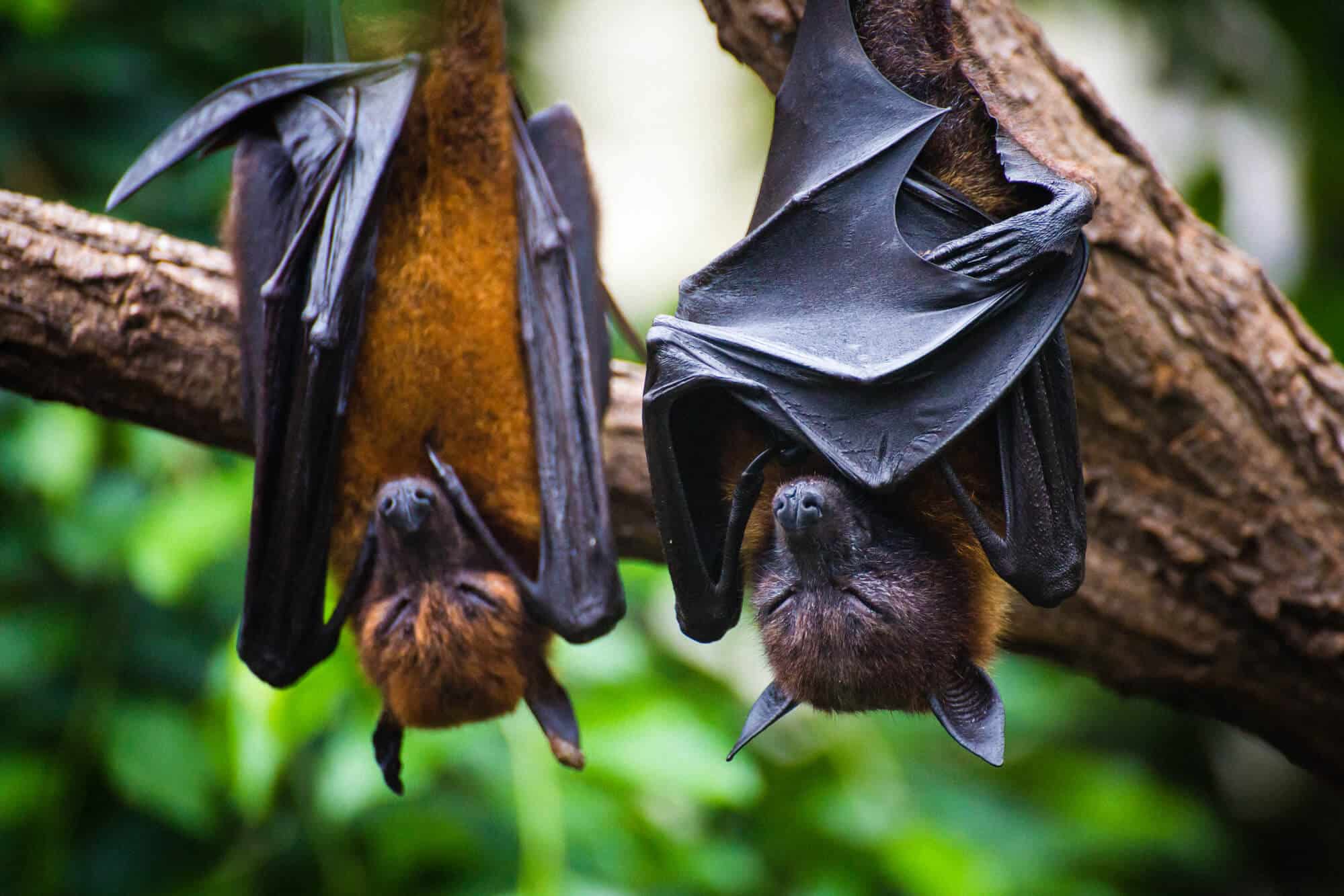 Two fruit bats in Australia. Photo: depositphotos.com