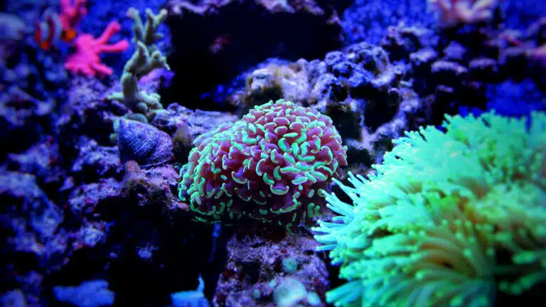 الشعاب المرجانية المتوهجة في أعماق البحر.