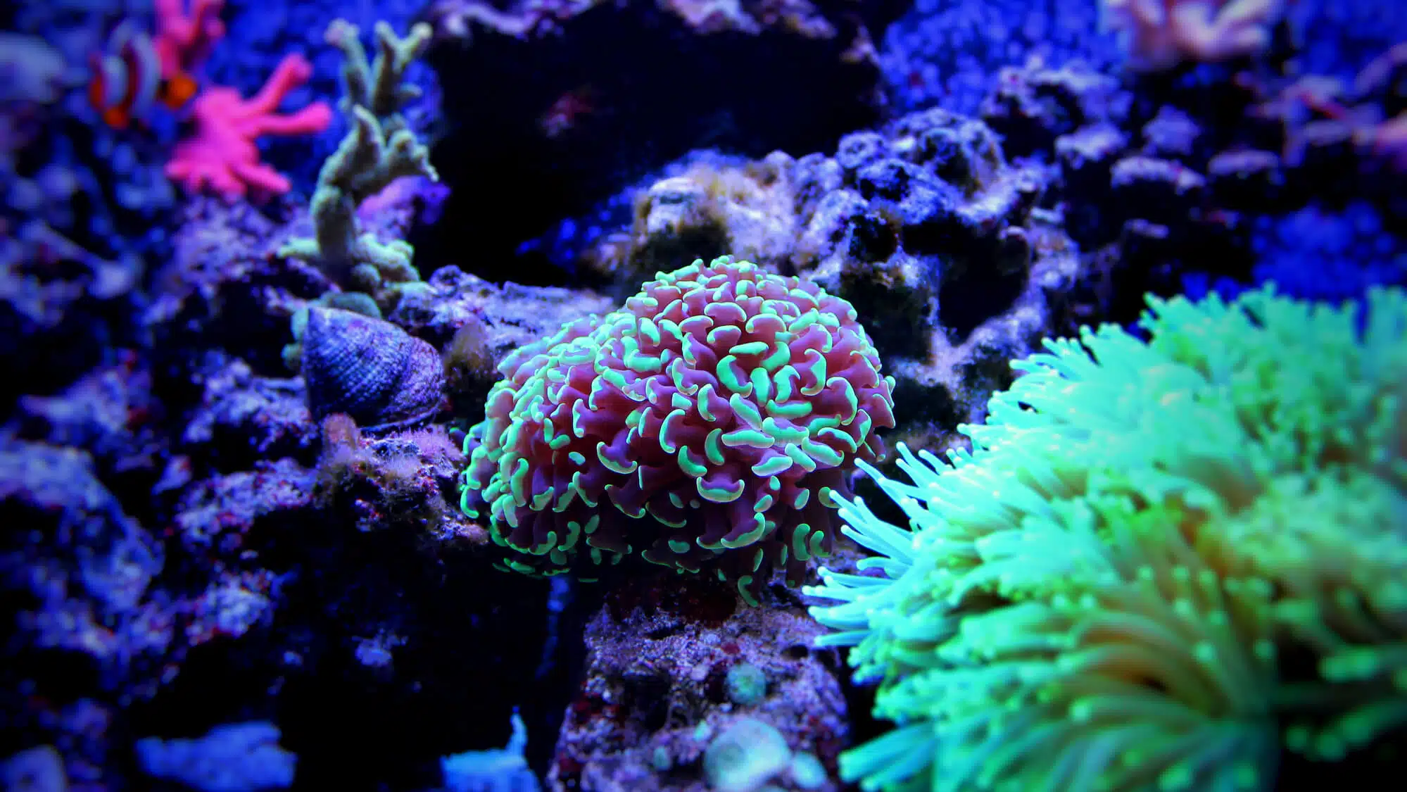 Glowing corals in the depths of the sea.
