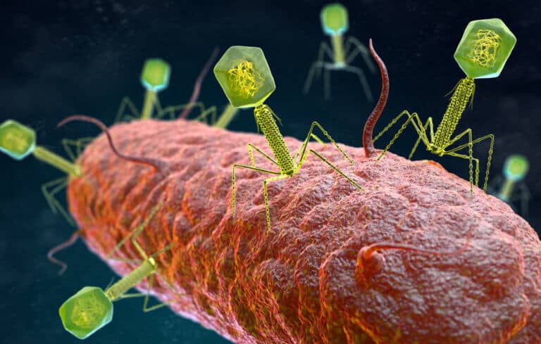 Bacteriophages attack bacteria. Image: depositphotos.com