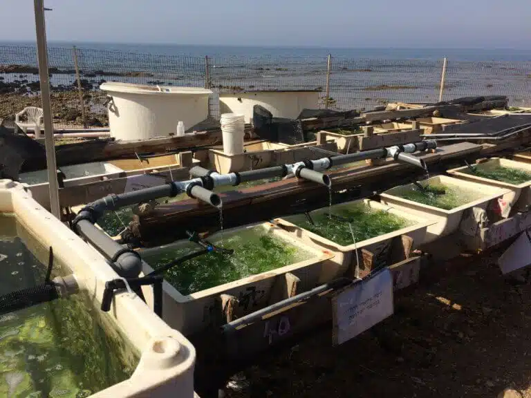 الطحالب المخصبة. الصورة: معهد أبحاث البحر والبحيرات وجامعة تل أبيب