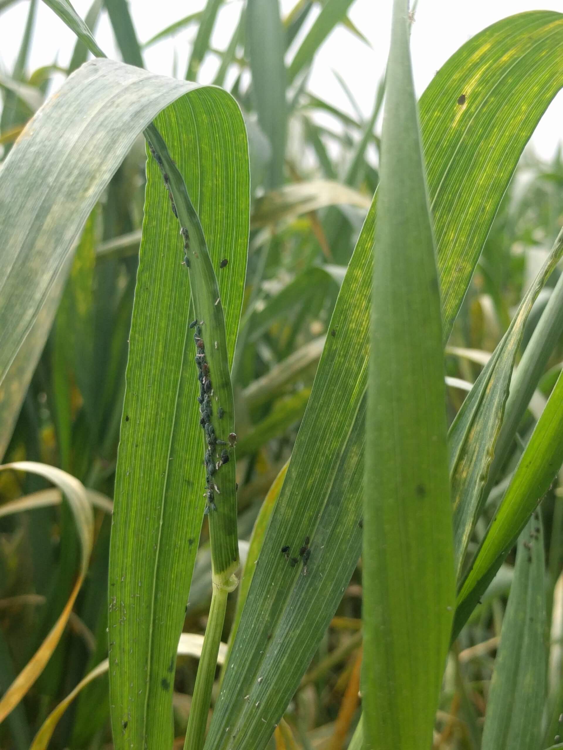 Aphids on bread wheat / Photo: Professor Vared Tzin.