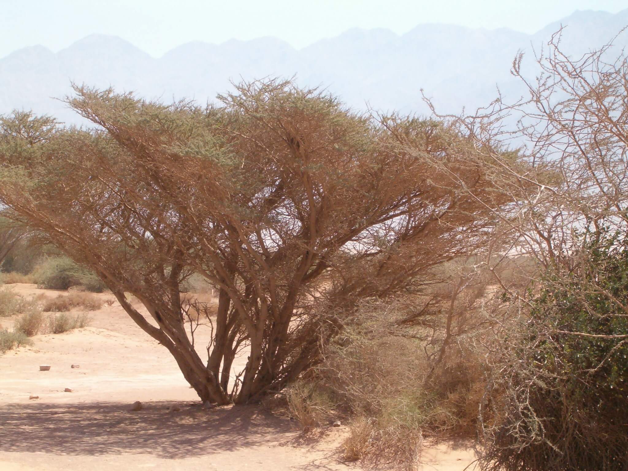 סביב עצי השיטה שמאפיינים את נופי הערבה נוצר קשר לטבע שאת ערכו קשה להעריך במונחים כלכליים. צילום: י.ש. at Hebrew Wikipedia, CC BY-SA 3.0