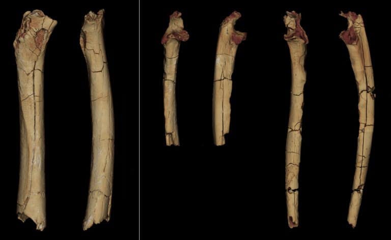 מודלים דיגיטליים תלת-ממדיים של שלוש עצמות הגפיים של TM 266 מיוחסים ל-Sahelanthropus tchadensis (משמאל, עצם הירך במבט אחורי ומדיאלי; מימין, שני האולנאים במבט קדמי ורוחבי). Franck Guy/CNRS/Université de Poitiers/MPFT, Fourni par l'auteur