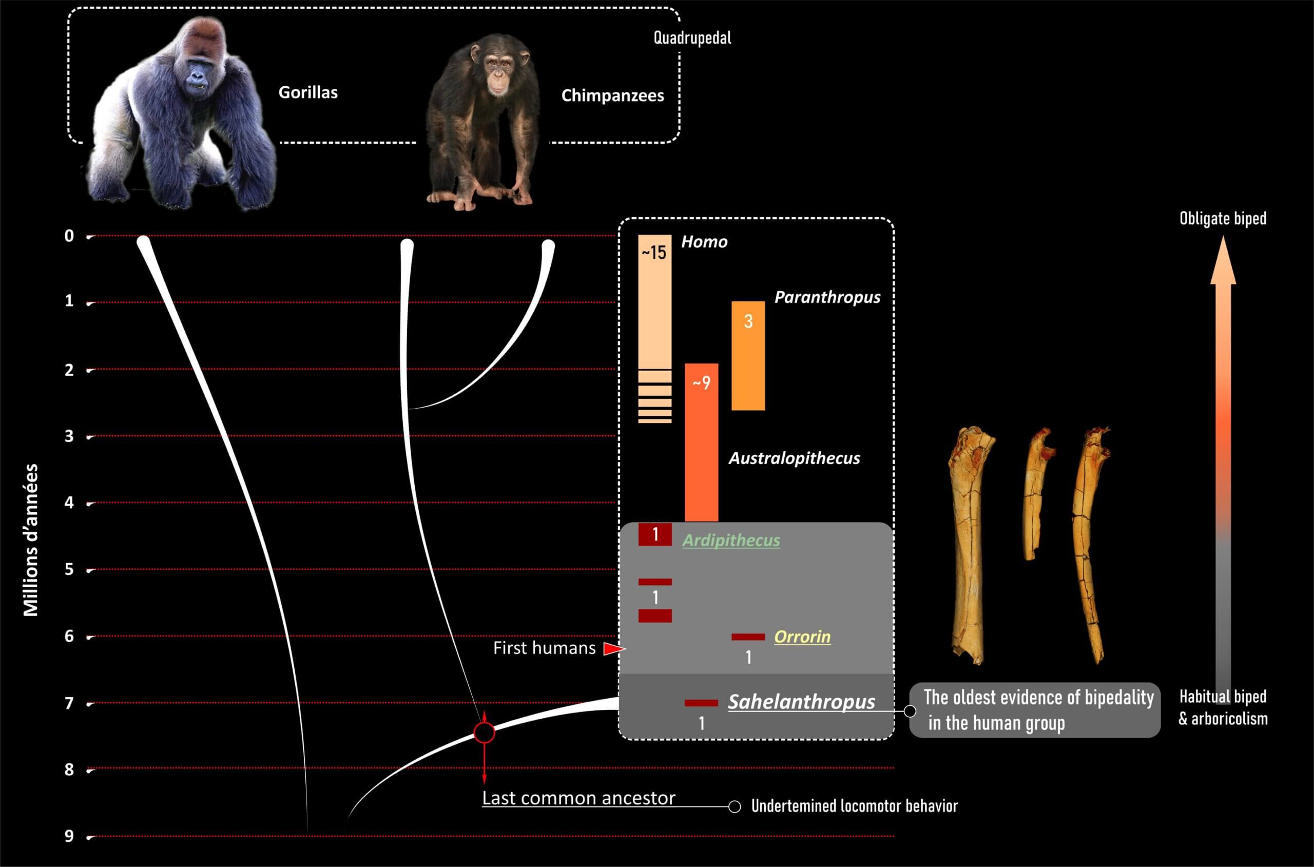 השוואה בין בני אדם, גורילות ושימפנזים. ההליכה על שתיים הפכה בהדרגה לאמצעי התנועה בתוך הענף האנושי משילוב של הליכה על שתיים וטיפוס על עצים, כפי שתועד על ידי Sahelanthropus.  Franck Guy/CNRS/Université de Poitiers/MPFT, Fourni par l'auteur