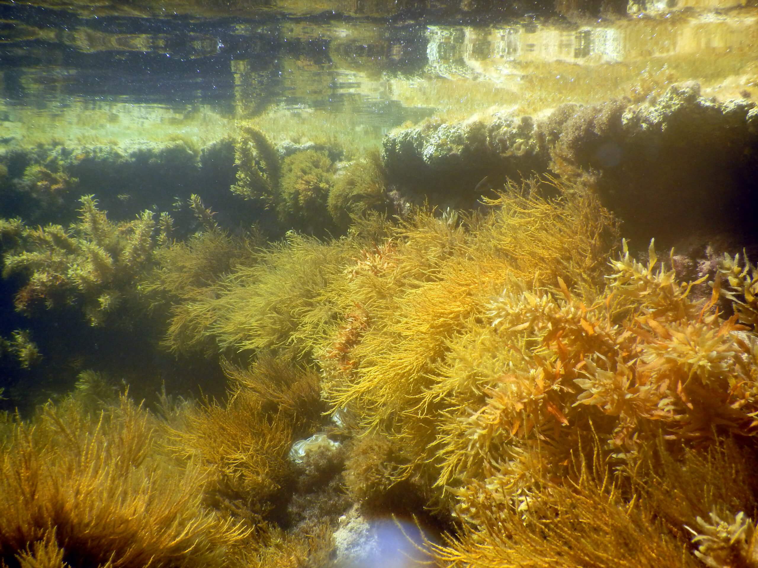"אצות הן מרכיב מהותי בחברה הימית, מאחר שהן מהוות בית גידול שבו חיים עשרות ואף מאות מיני יצורים ימיים קטנים". צילום: מעבדת רילוב