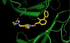ולקולה קטנה שיודעת לעכב את הקישור של ה-PD-1/PD-L1 ולהזכיר למערכת החיסון שהיא צריכה לתקוף את הסרטן. תמונת מסך מתוך הסרטון. Dr. Rita Acúrcio
