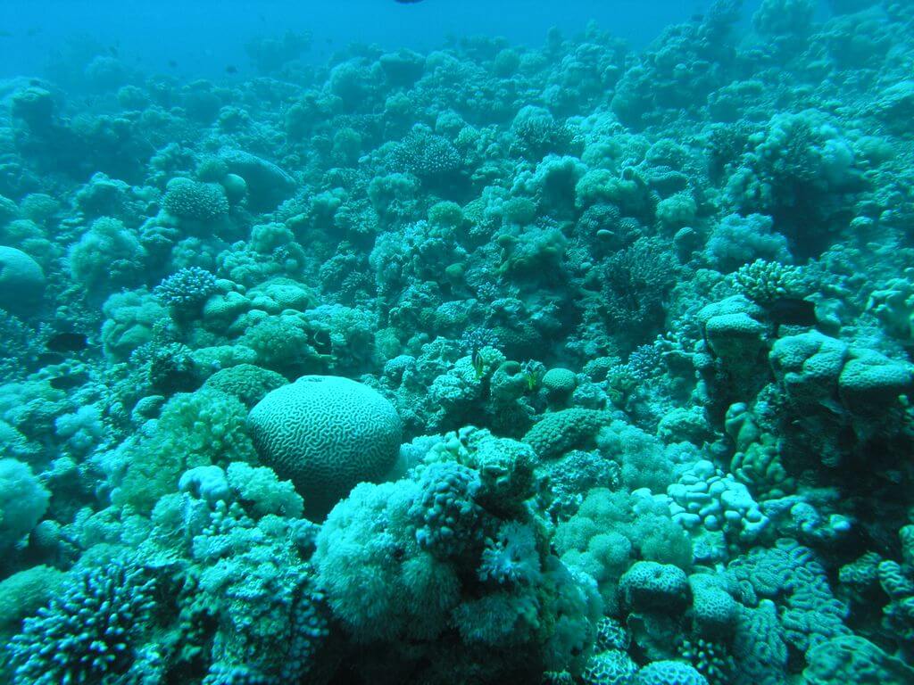 תמונות משונית האלמוגים במפרץ אילת. צילום: דרור צוראל המשרד להגנת הסביבה