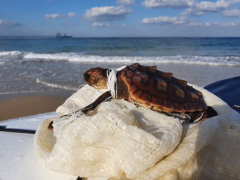 A sea turtle caught in plastic waste. Photo: Shay Feldman