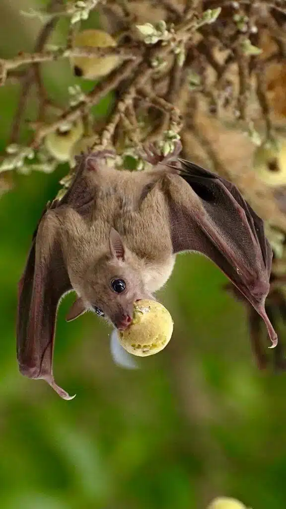 خفاش الفاكهة: تصوير يوفال باركاي