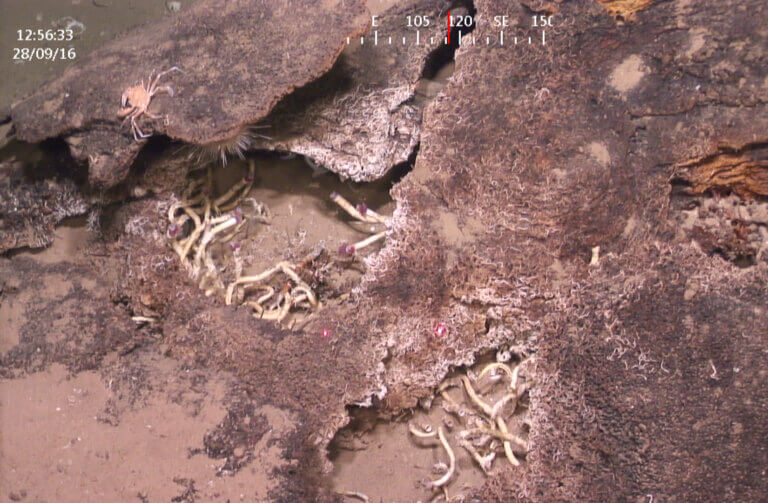 Lemlibrachia worms are attached to the rock that was created as a result of bacterial activity in the gas seeps at a depth of one kilometer in front of Palmahim Beach. (Photo: Dr. Yitzhak Makovsky, University of Haifa, as part of the SEMSEEP project)