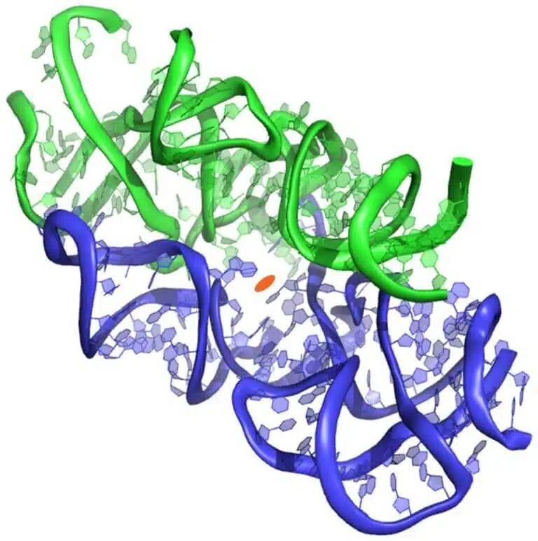 The structure of the protoribosome, courtesy of the Weizmann Institute