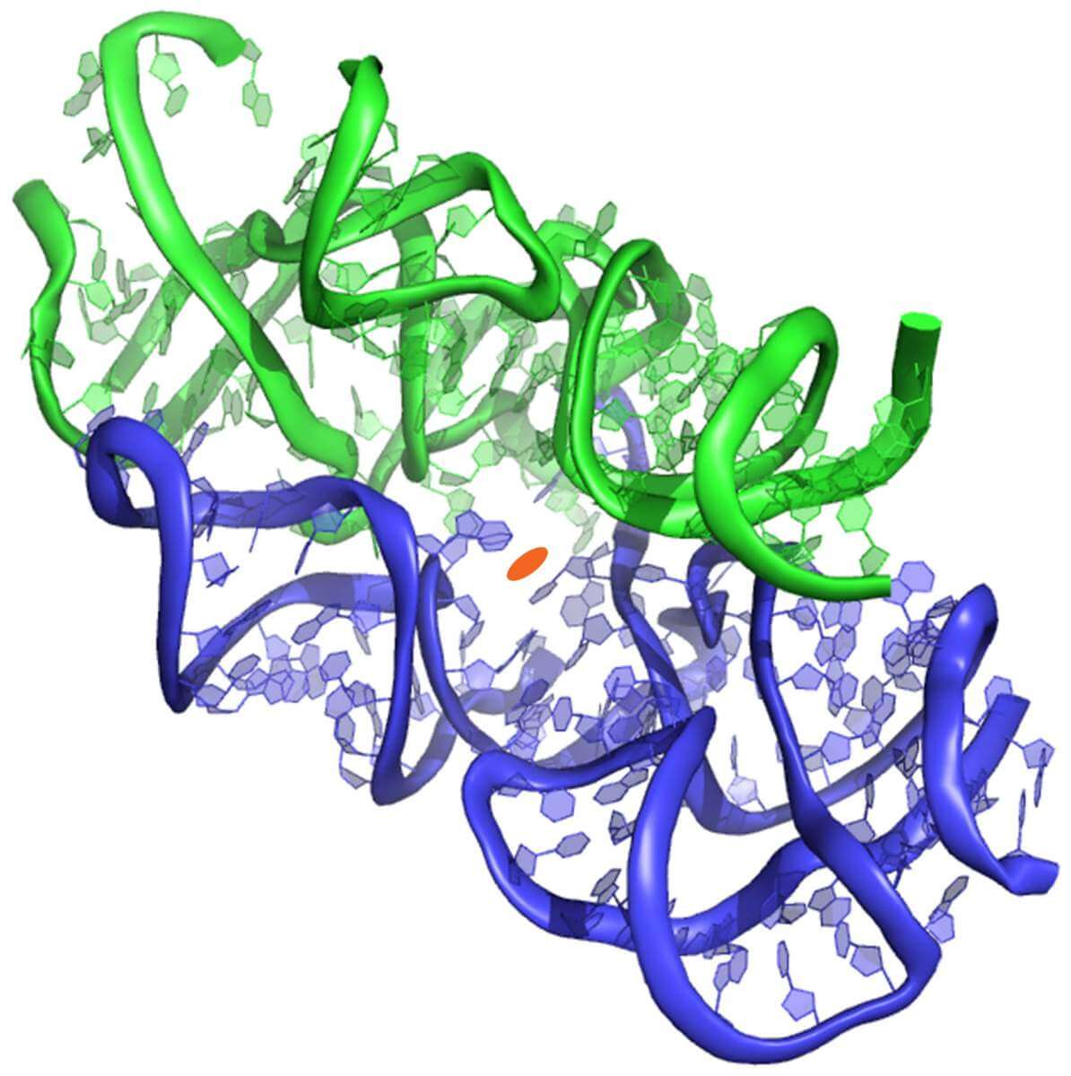 מבנה הפרוטו-ריבוזום, באדיבות מכון ויצמן